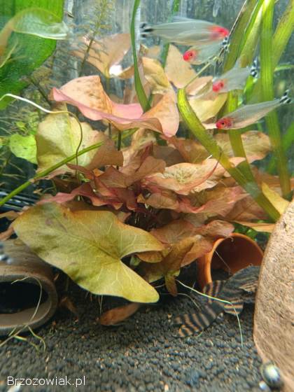 Lotos zielony Taiwan i Red Tiger