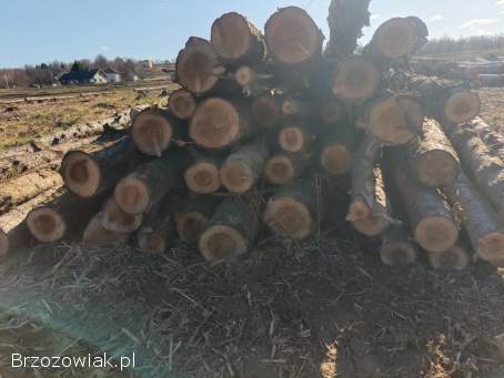 Stemple słupki rzerdzie modrzewiowe