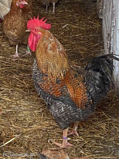 Sprzedam koguty