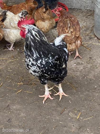 Sprzedam koguty