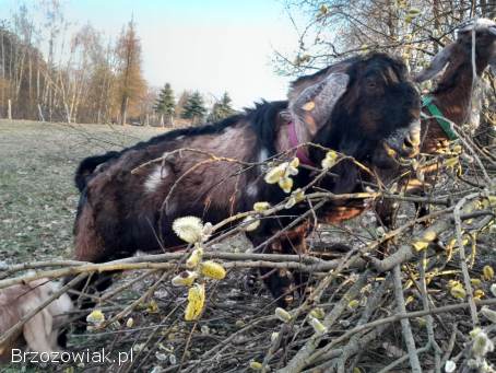 Cap angonubijski z rodowodem