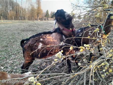 Cap angonubijski z rodowodem
