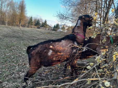 Cap angonubijski z rodowodem