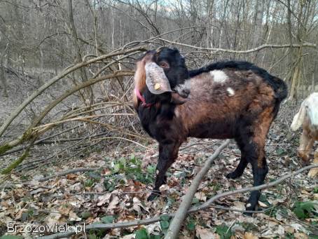 Cap angonubijski z rodowodem