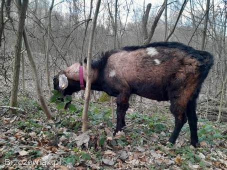 Cap angonubijski z rodowodem