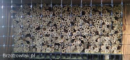 Murarka ogrodowa,  murarki,  kokony,  Osmia bicornis (rufa)