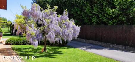 Murarka ogrodowa,  murarki,  kokony,  Osmia bicornis (rufa)