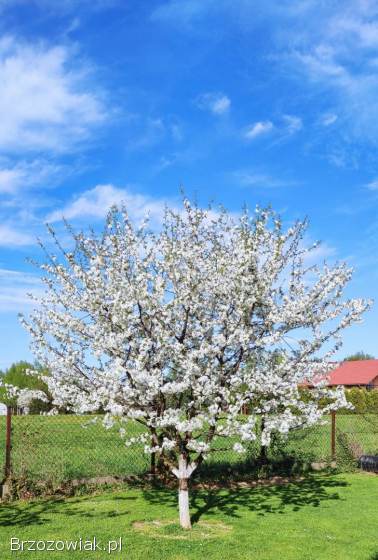 Murarka ogrodowa,  murarki,  kokony,  Osmia bicornis (rufa)