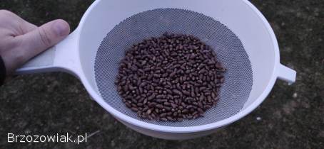 Murarka ogrodowa,  murarki,  kokony,  Osmia bicornis (rufa)