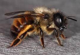 Murarka ogrodowa,  murarki,  kokony,  Osmia bicornis (rufa)