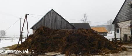 Ziemniaki Sadzeniaki Paszowe i Jadalne