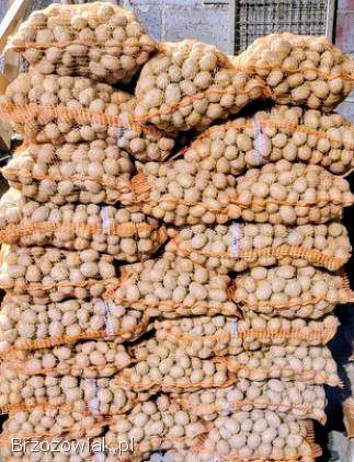 Ziemniaki Sadzeniaki Paszowe i Jadalne