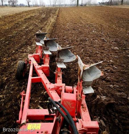 Ziemniaki Sadzeniaki Paszowe i Jadalne