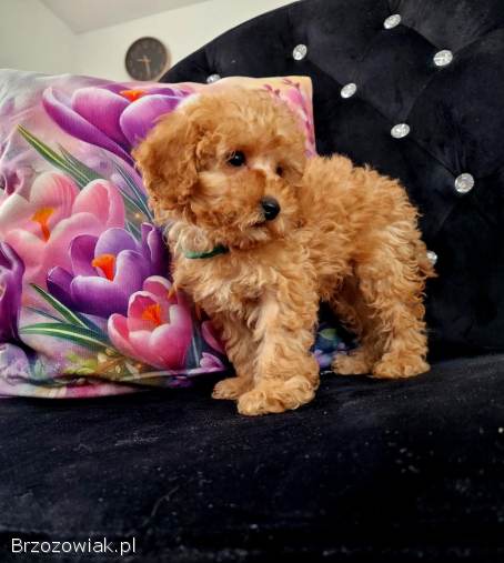 Malutki pudelek toy RED tatus FCI