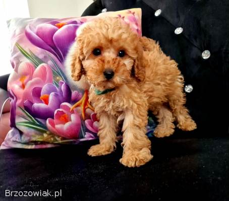 Malutki pudelek toy RED tatus FCI