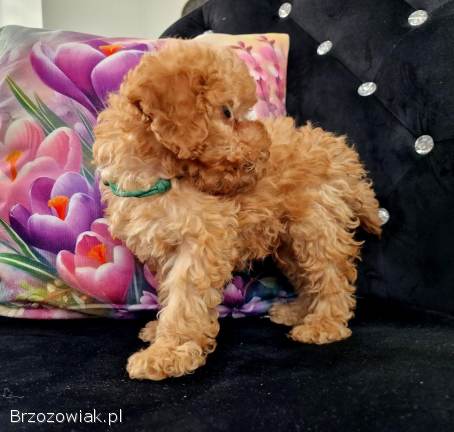 Malutki pudelek toy RED tatus FCI