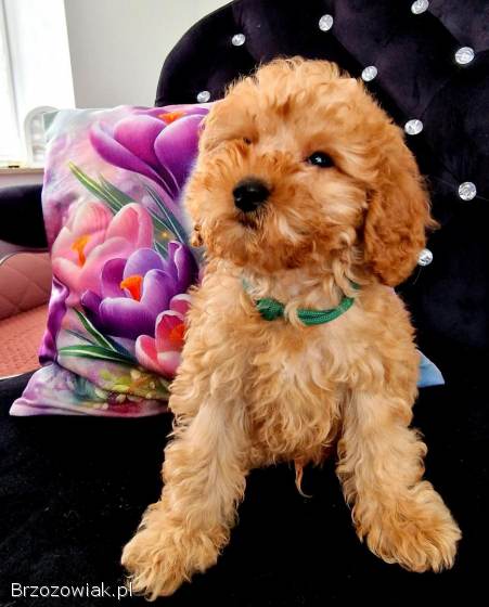 Malutki pudelek toy RED tatus FCI