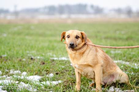 Rudzik -  delikatny,  spokojny,  do rany przyłóż!