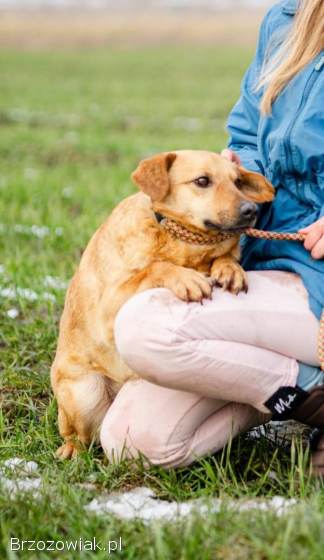 Rudzik -  delikatny,  spokojny,  do rany przyłóż!