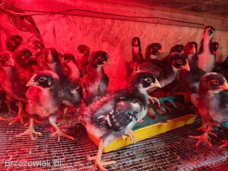 Kurczęta ras australorp oraz amrok