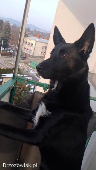 Oddam Pieska w dobre ręce