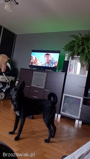 Oddam Pieska w dobre ręce