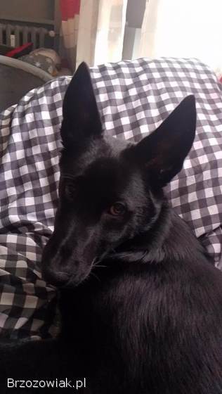 Oddam Pieska w dobre ręce