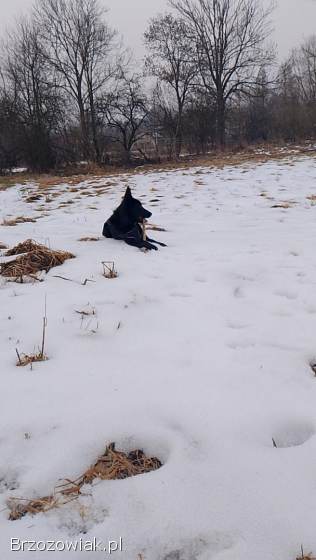 Oddam Pieska w dobre ręce