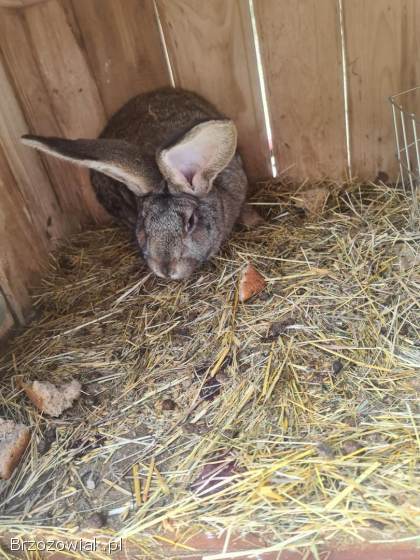 Króliki Belgi Samice z Mlodymi