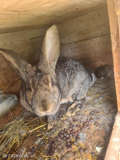Króliki Belgi Samice z Mlodymi