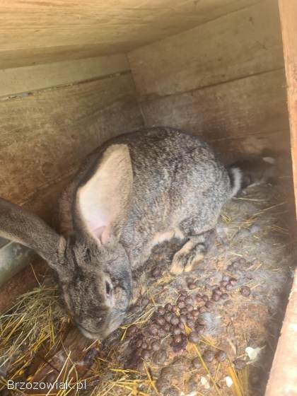 Króliki Belgi Samice z Mlodymi