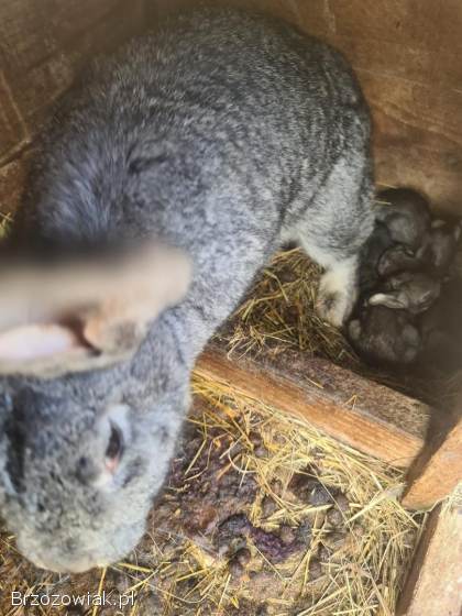 Króliki Belgi Samice z Mlodymi