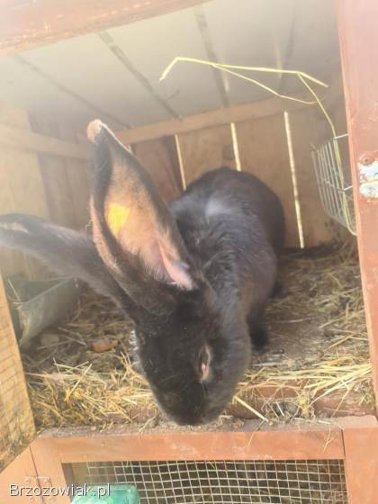 Króliki Belgi Samice z Mlodymi