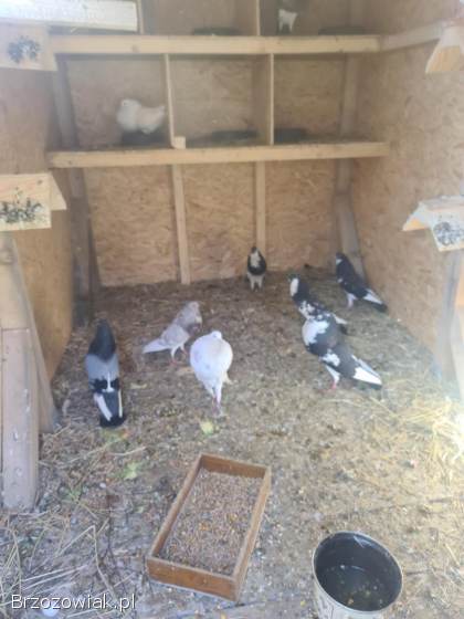 Króliki Belgi Samice z Mlodymi