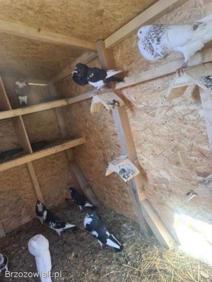 Króliki Belgi Samice z Mlodymi