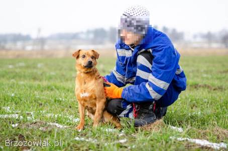 Cudowny Rożek -  delikatny,  łagodny psiak