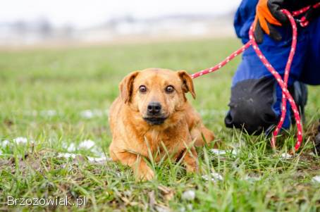 Cudowny Rożek -  delikatny,  łagodny psiak
