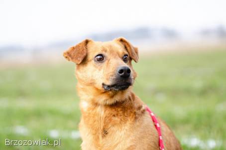 Cudowny Rożek -  delikatny,  łagodny psiak