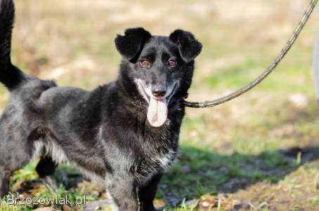 Patyk -  wesoły,  mały psiak szuka domu!