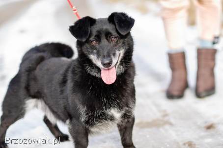 Patyk -  wesoły,  mały psiak szuka domu!
