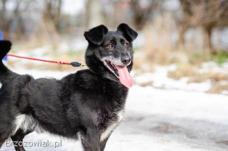 Patyk -  wesoły,  mały psiak szuka domu!