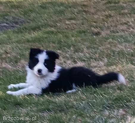 Border Collie