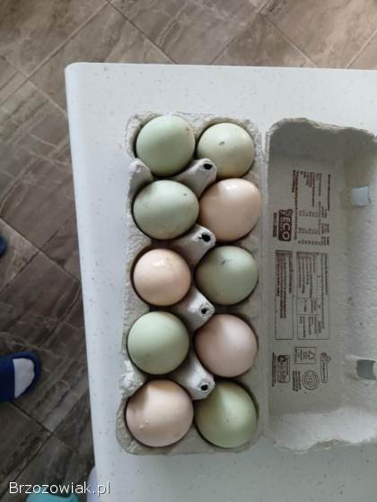 Jaja,  jajka lęgowe