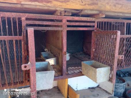 Ogłoszenie sprzedaży – klatka dla królików (4 boksy)