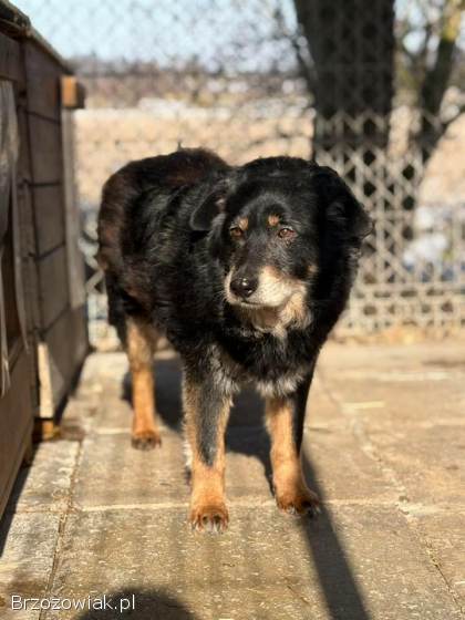 Dżeki -  łagodny,  spokojny,  niekonfliktowy psiak