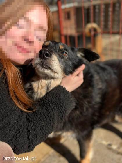 Dżeki -  łagodny,  spokojny,  niekonfliktowy psiak