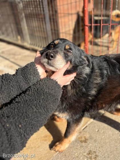 Dżeki -  łagodny,  spokojny,  niekonfliktowy psiak