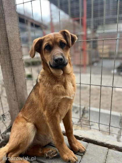 Elois -  4 miesięczna sunia SZCZENIAK szuka domu!