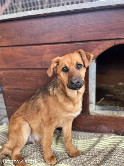 Elois -  4 miesięczna sunia SZCZENIAK szuka domu!