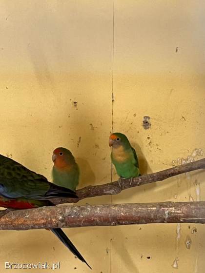 Papugi nierozłączki sprzedam!